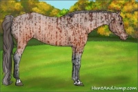 Horse Color:Brown Appaloosa  and Brown Appaloosa Rabicano 