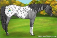 Horse Color:Blue Roan Appaloosa 