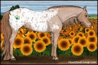 Horse Color:Red Roan Appaloosa 