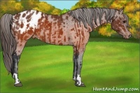 Horse Color:Brown Appaloosa  and Brown Appaloosa Rabicano 