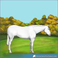 Horse Color:White Spotted Buckskin Appaloosa  and White Spotted Silver Sable Champagne Dun Appaloosa 