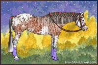 Horse Color:Brown Appaloosa  and Brown Splash Appaloosa 