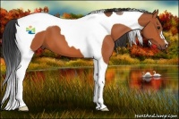 Horse Color:Bay Tobiano 