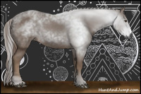 Horse Color:Gray Chestnut 