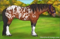 Horse Color:Brown Appaloosa and Brown Appaloosa