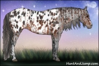 Horse Color:Brown Appaloosa  and Brown Appaloosa 