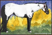 Horse Color:Black Appaloosa 