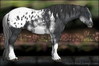 Horse Color:White Spotted Black Splash Tobiano Frame Appaloosa 