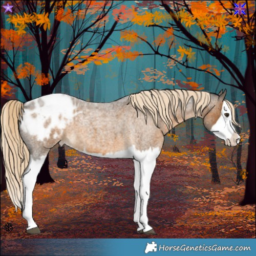 Horse Color:Chocolate Palomino Roan Splash Blanket 