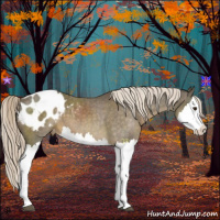 Horse Color:Chocolate Palomino Roan Splash Appaloosa 