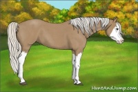 Horse Color:Silver Buckskin Roan Splash