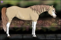 Horse Color:Red Dun Roan Splash Frame Rabicano 