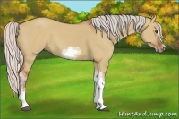 Horse Color:Silver Bay Dun Sabino Tobiano Frame Rabicano 