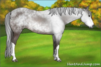 Horse Color:Gray Bay 