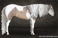 Horse Color:Silver Buckskin Roan Splash Tobiano