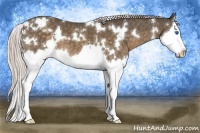 Horse Color:White Spotted Chocolate Palomino Splash 