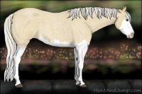 Horse Color:Silver Buckskin Roan Splash 