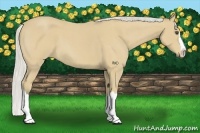 Horse Color:Silver Buckskin Roan Splash 