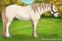 Horse Color:Buckskin Roan Pearl  and Buckskin Roan Pearl 