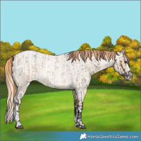 Horse Color:White Spotted Buckskin Roan and Buckskin Roan Pearl Splash