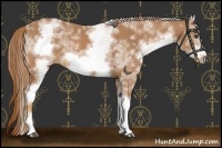 Horse Color:White Spotted Chestnut Sabino Frame 