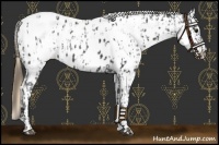 Horse Color:Smoky Black Appaloosa  and Smoky Black Appaloosa 