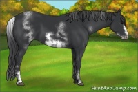 Horse Color:White Spotted Black Sabino Frame