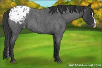 Horse Color:Blue Roan Splash Varnish 