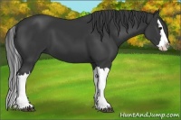Horse Color:Black Splash 