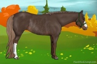 Horse Color:Liver Chestnut Rabicano 