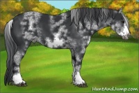 Horse Color:White Spotted Black Sabino Frame 