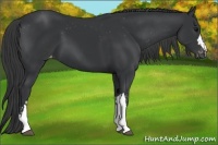 Horse Color:Black Varnish  and Black Varnish 