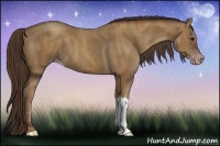 Horse Color:Classic Champagne 