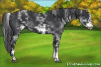 Horse Color:White Spotted Black Sabino Frame 