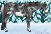 Horse Color:White Spotted Black Sabino Frame 