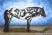 Horse Color:Black Appaloosa