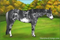 Horse Color:White Spotted Black Sabino Frame 