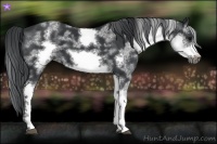 Horse Color:White Spotted Black Sabino Frame