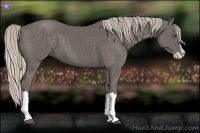 Horse Color:Silver Black Splash 