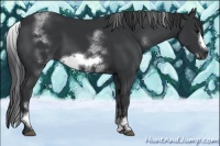 Horse Color:White Spotted Black Sabino Frame
