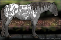 Horse Color:Smoky Blue Roan Appaloosa 