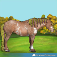 Horse Color:Painted White Spotted Brown Pearl Sabino Rabicano 