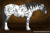Horse Color:Blue Roan Appaloosa 