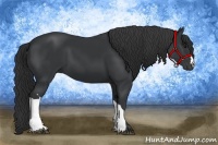 Horse Color:Black 