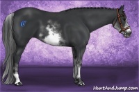 Horse Color:White Spotted Black Sabino Frame 