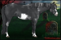 Horse Color:Black Sabino Frame