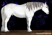 Horse Color:White Spotted Black Splash  and White Spotted Silver Black Splash 