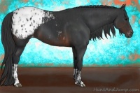 Horse Color:Black Appaloosa  and Brown Appaloosa 