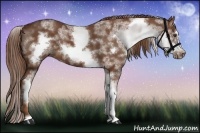 Horse Color:White Spotted Chestnut Sabino Frame