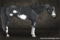 Horse Color:Black Sabino Frame